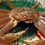 ころころ足1本落ち活け若松葉ガニ【特大サイズ】 ころころ様専用足1本落ち活け若松葉ガニ【特大サイズ】